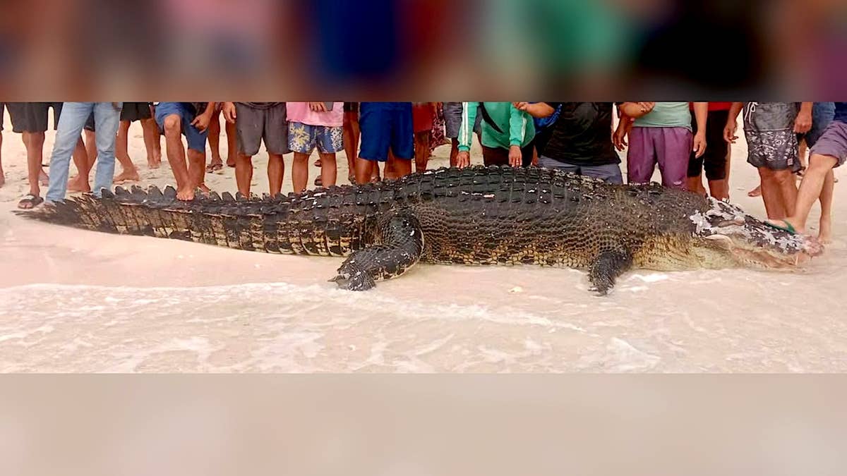 Mentawai crocodile killed