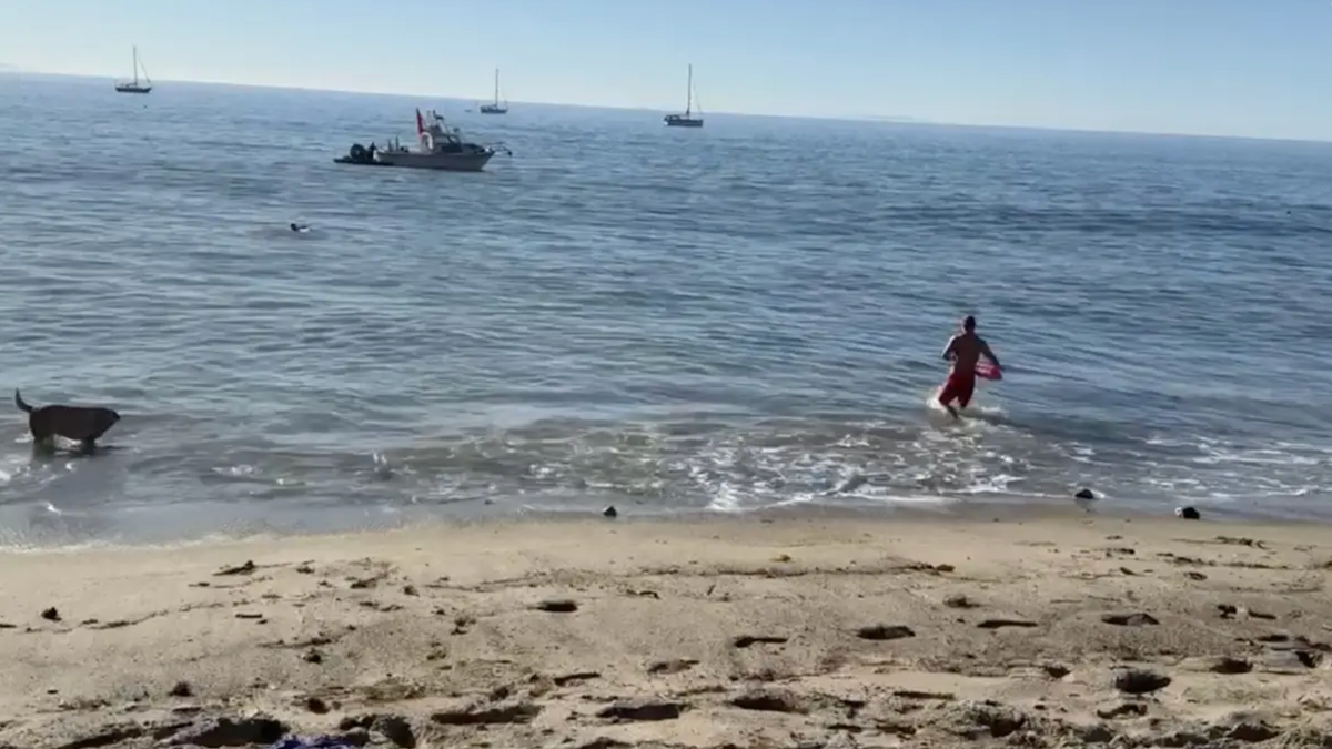 Shark malibu attack